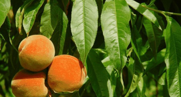 Kdy a jak prořezávat broskve, aby vytvořily strom